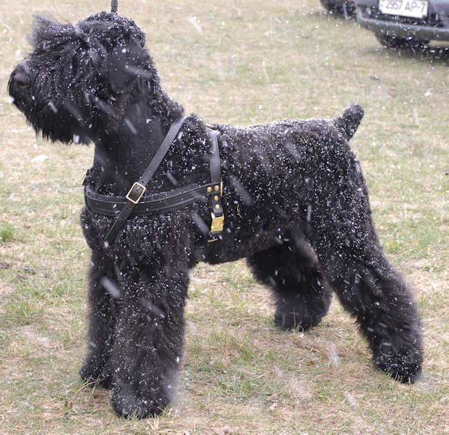 Russian Terrier Tracking /Pulling/Walking Leather Dog Harness H5 - Click Image to Close